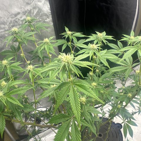 PY growlog timeline photo