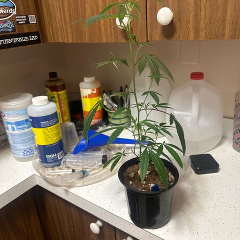 HS2 growlog timeline photo
