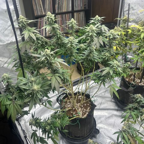HR2 growlog timeline photo