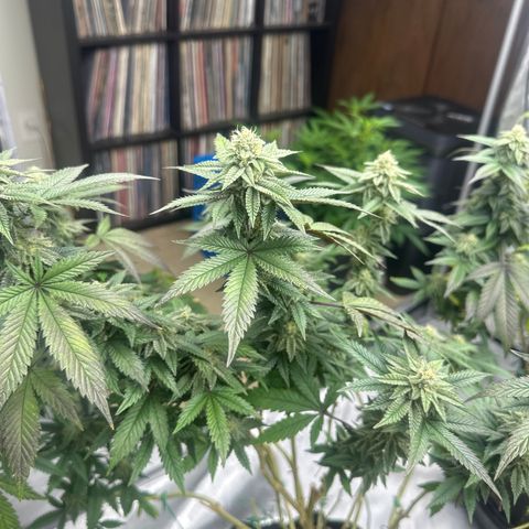 HR2 growlog timeline photo