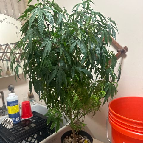 JD2 growlog timeline photo