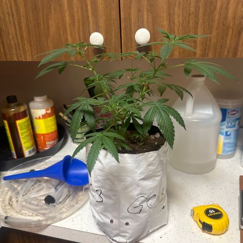 GC3 growlog timeline photo