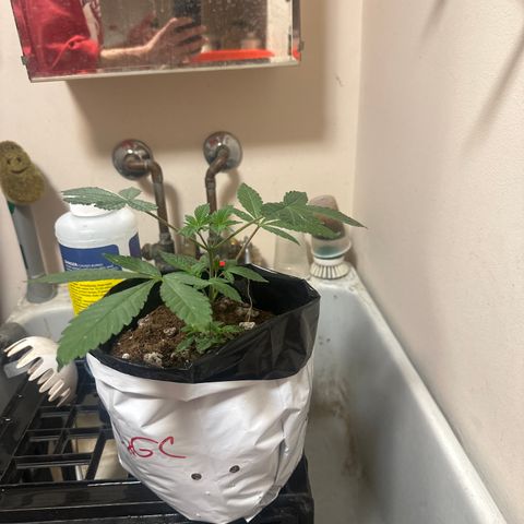 GSxGC growlog timeline photo