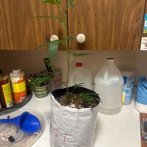 FG1 growlog timeline photo