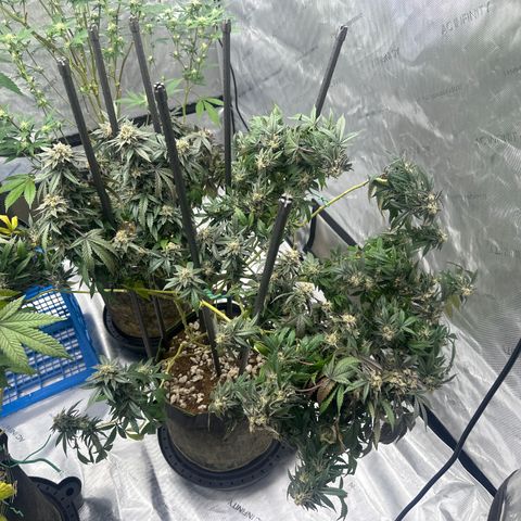 RMB2 growlog timeline photo