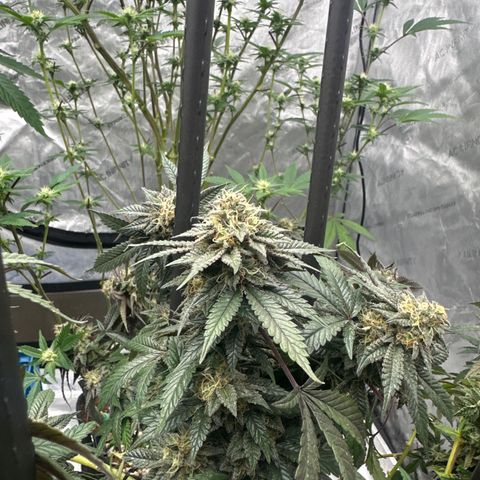 RMB2 growlog timeline photo