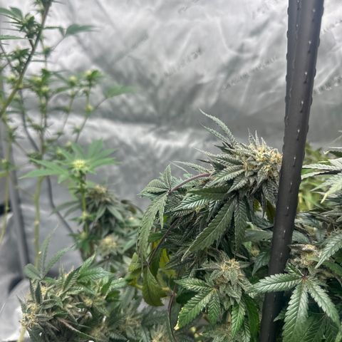 RMB2 growlog timeline photo