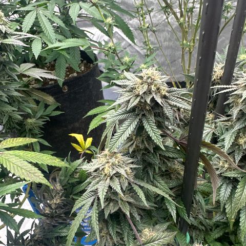 RMB2 growlog timeline photo