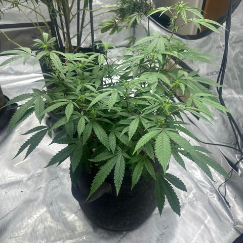 BCF growlog timeline photo