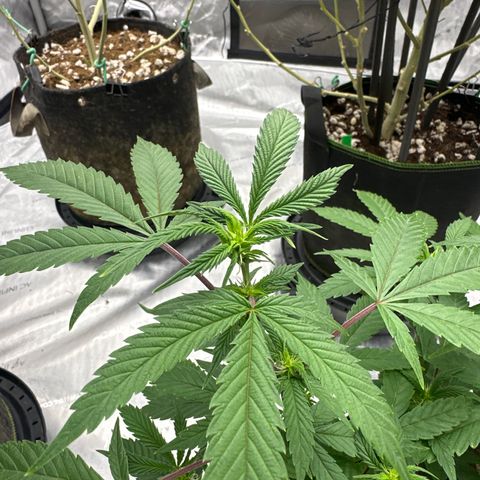 BCF growlog timeline photo