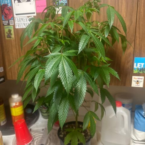 BBE growlog timeline photo