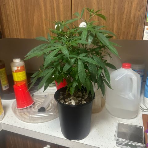 SR growlog timeline photo