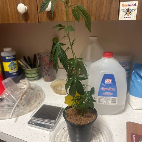 FG2 growlog timeline photo