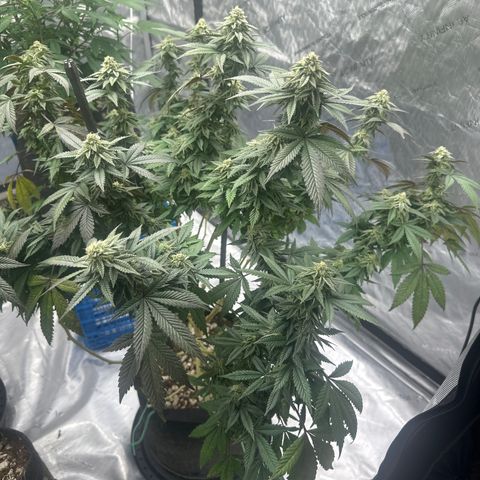 HR2 growlog timeline photo