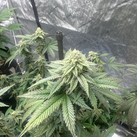 HR2 growlog timeline photo
