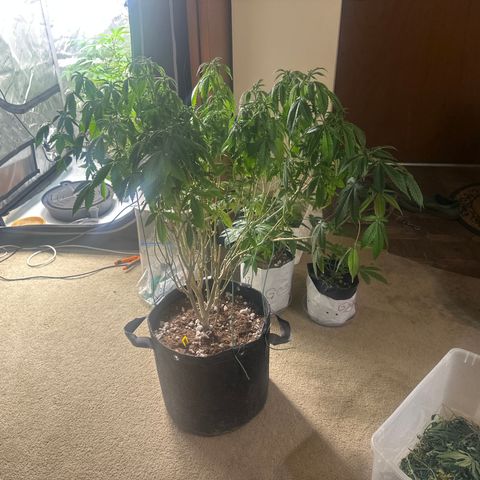 TJ #5 growlog timeline photo