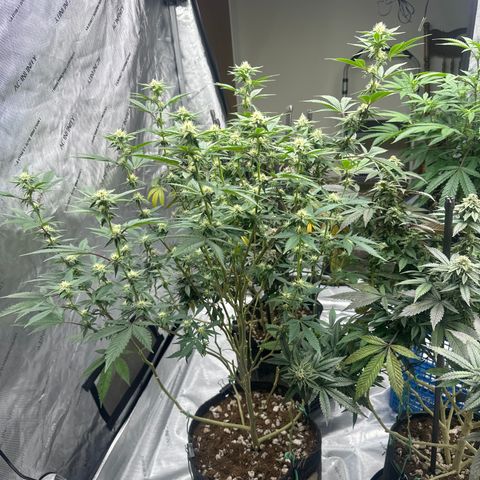 PY growlog timeline photo