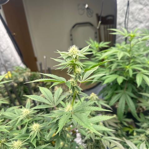PY growlog timeline photo