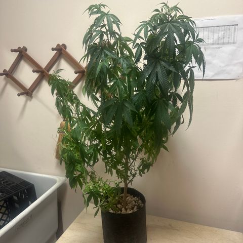 JD2 growlog timeline photo