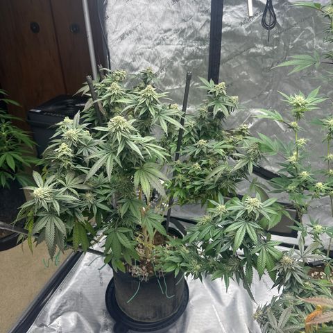 HR2 growlog timeline photo