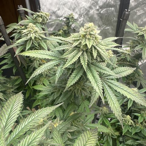 HR2 growlog timeline photo