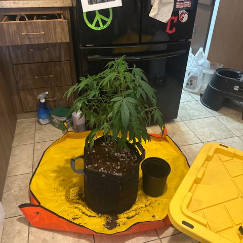 BBE growlog timeline photo
