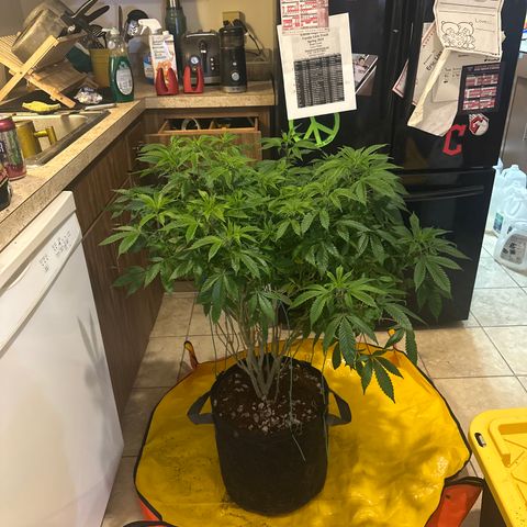TJ #5 growlog timeline photo