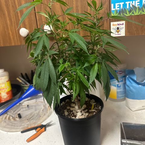 SR growlog timeline photo