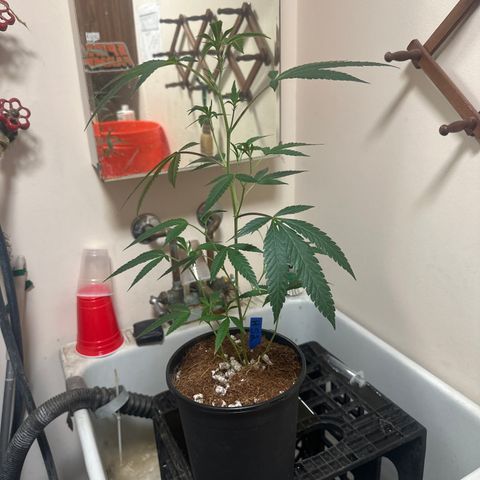 HS2 growlog timeline photo
