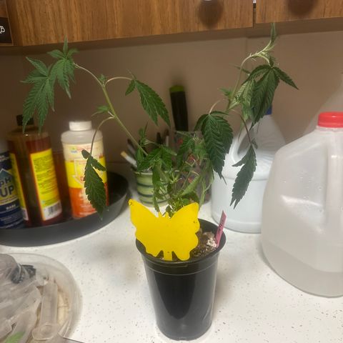 KK growlog timeline photo