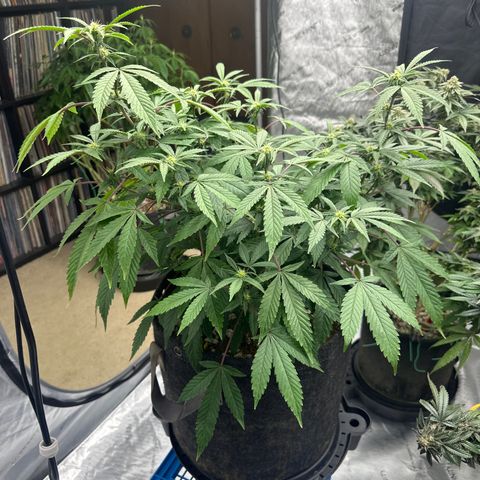 BCF growlog timeline photo