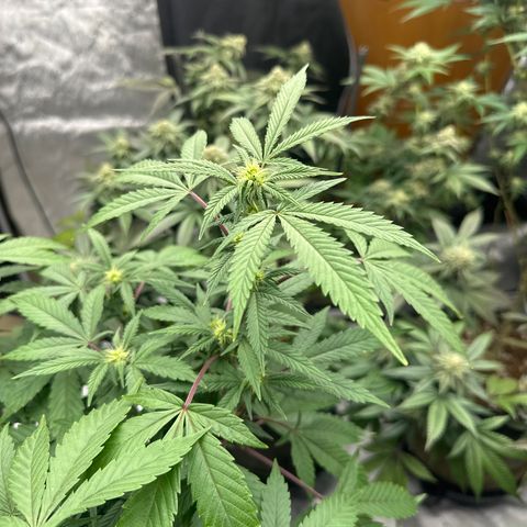BCF growlog timeline photo