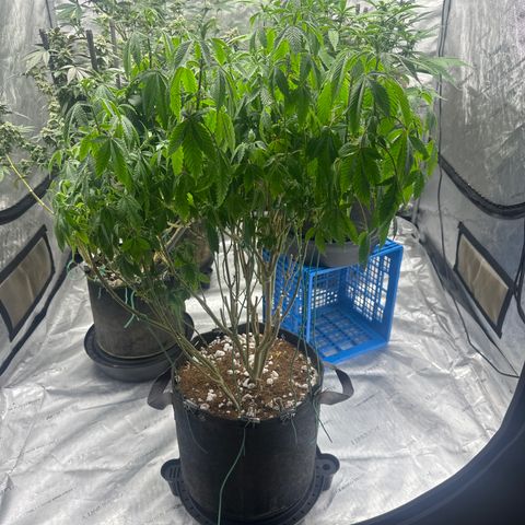 TJ #5 growlog timeline photo