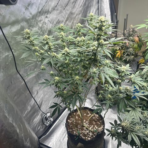 PY growlog timeline photo