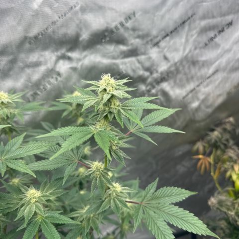 PY growlog timeline photo