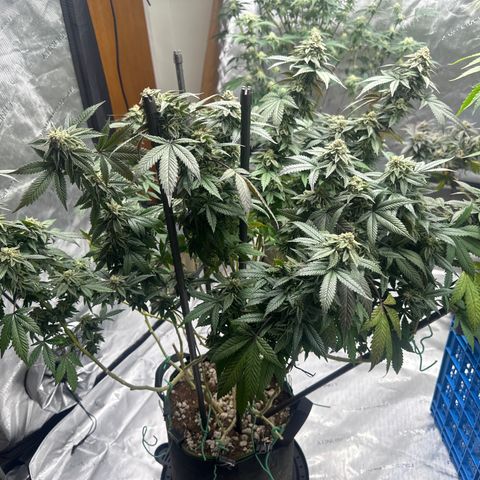 HR2 growlog timeline photo