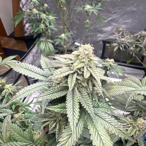 HR2 growlog timeline photo
