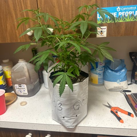 GC3 growlog timeline photo