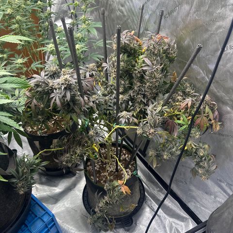 RMB2 growlog timeline photo