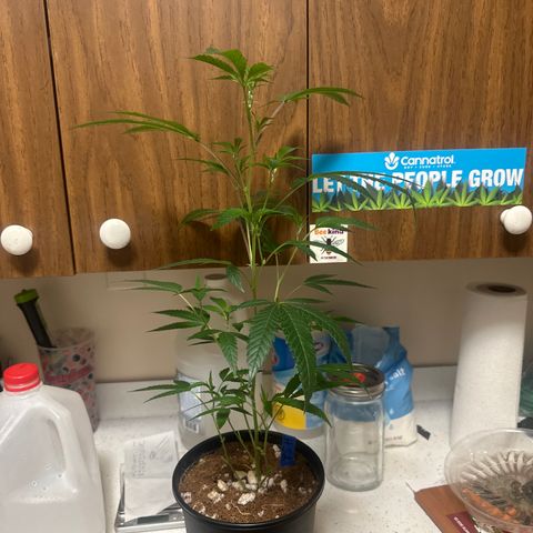 HS2 growlog timeline photo