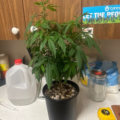 SR growlog timeline photo