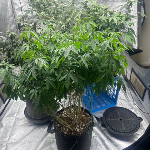 TJ #5 growlog timeline photo