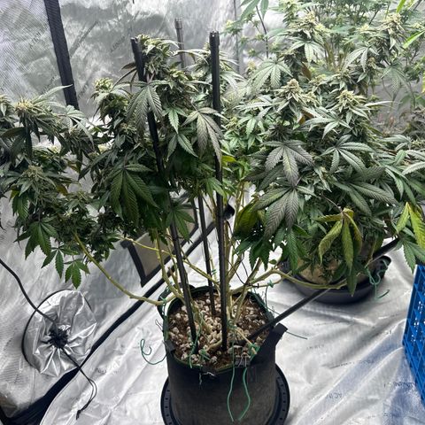 HR2 growlog timeline photo