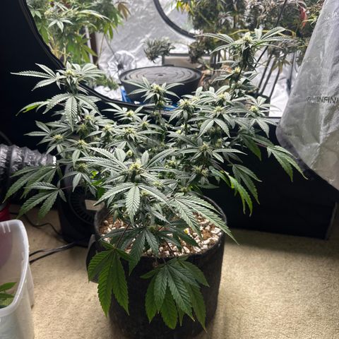 BCF growlog timeline photo