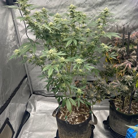 PY growlog timeline photo