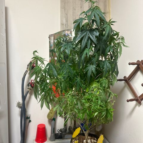 JD2 growlog timeline photo