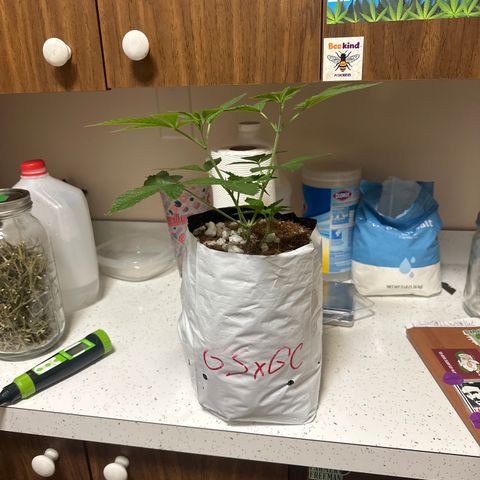 GSxGC growlog timeline photo
