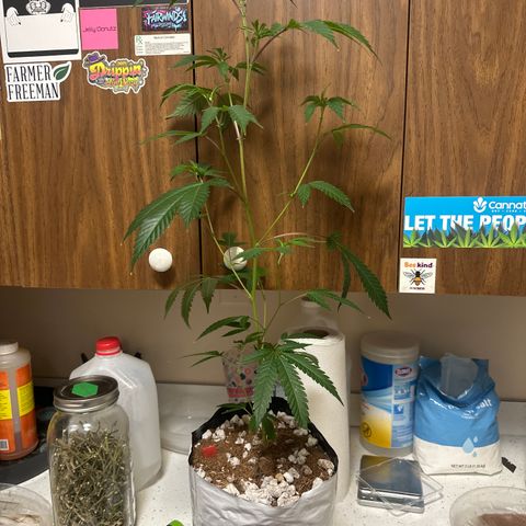 FG1 growlog timeline photo