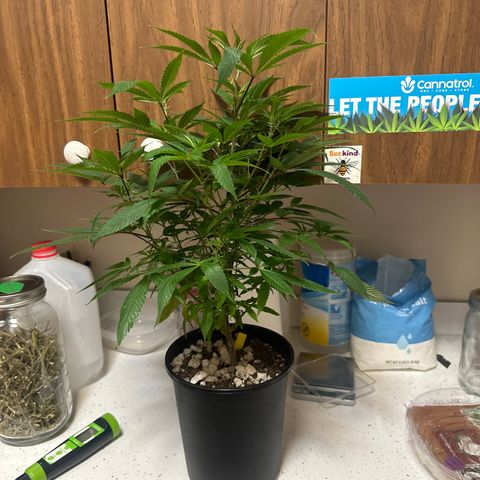 SR growlog timeline photo