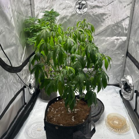 BBE growlog timeline photo